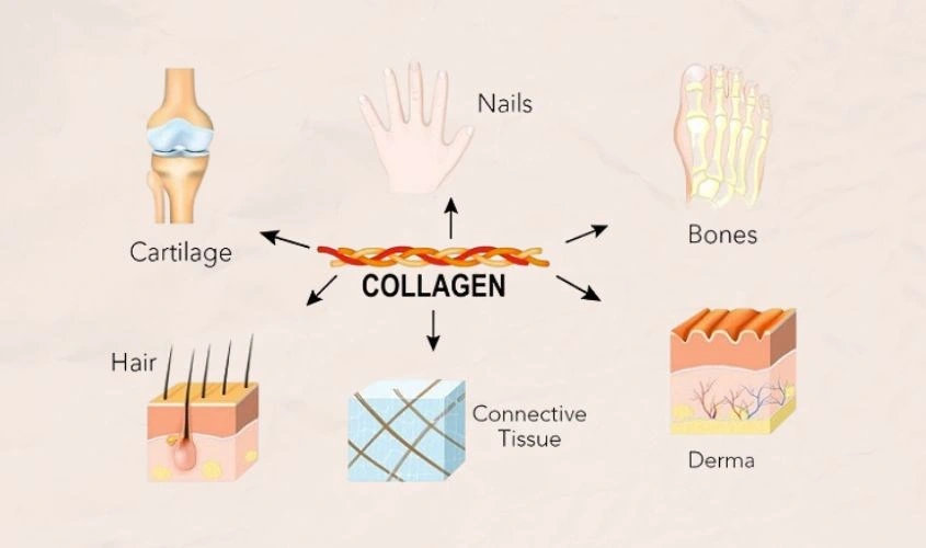 hieu-dung-ve-collagen-doi-voi-phai-dep-2